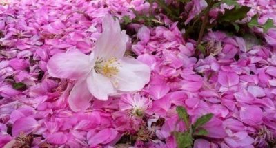 ​“芳心向春尽，所得是沾衣”4首“落花”古诗词，竟比花开还美！
