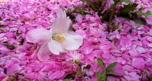“芳心向春尽，所得是沾衣”4首“落花”古诗词，竟比花开还美！