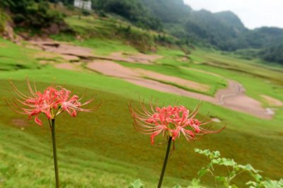 ​石蒜花可以养在家里吗