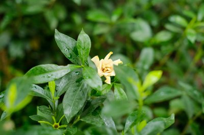 ​栀子花怎么养家庭养法