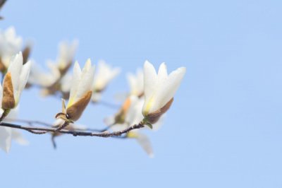 ​白玉兰种子种植方法