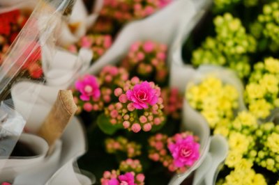 ​长寿花冬天会开花吗，冬天怎么养才开花