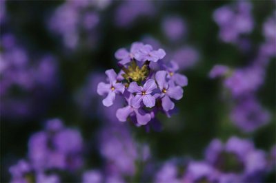 ​蓝香芥如何养