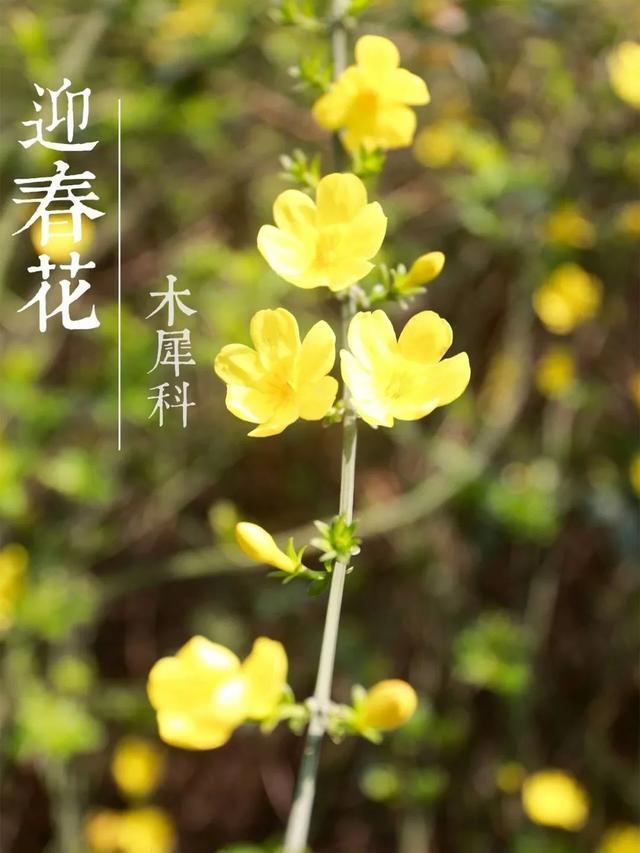 四川各高校“校花”比拼，网友惊呼：颜值太高啦！