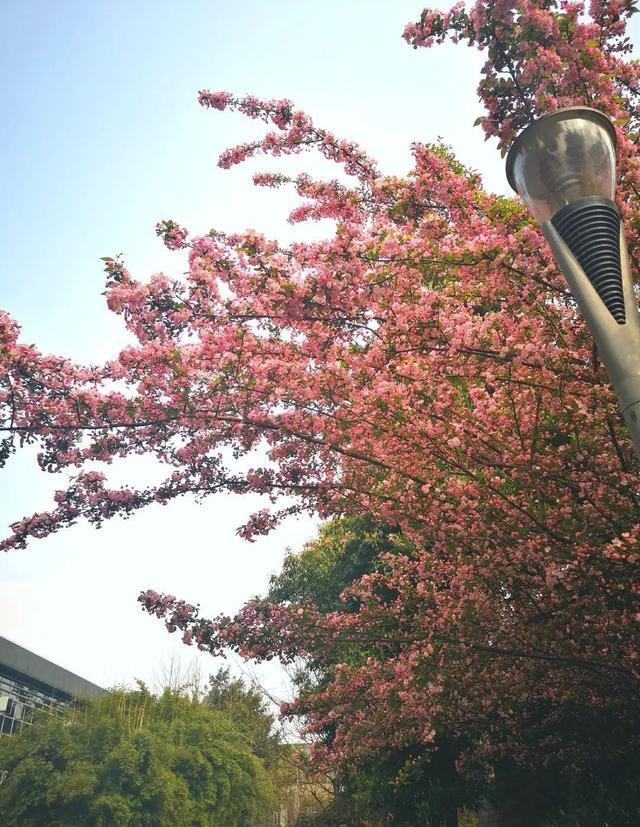 四川各高校“校花”比拼，网友惊呼：颜值太高啦！