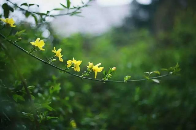 四川各高校“校花”比拼，网友惊呼：颜值太高啦！