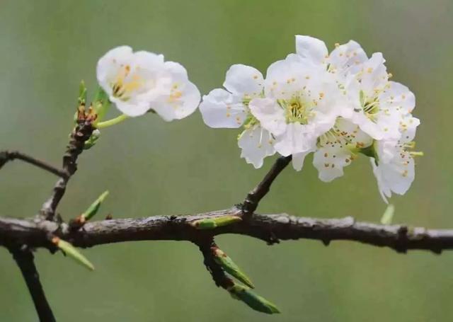 四川各高校“校花”比拼，网友惊呼：颜值太高啦！