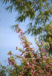 ​四川各高校“校花”比拼，网友惊呼：颜值太高啦！