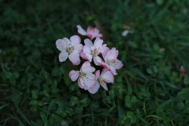 四川各高校“校花”比拼，网友惊呼：颜值太高啦！