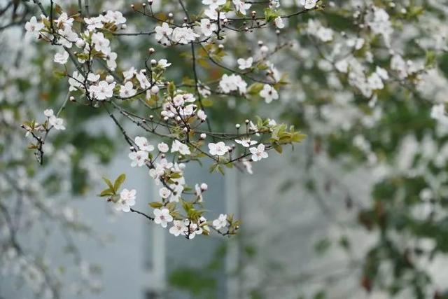 四川各高校“校花”比拼，网友惊呼：颜值太高啦！