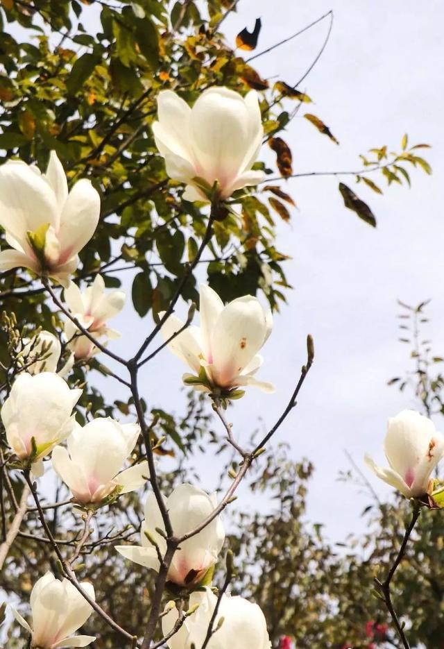 四川各高校“校花”比拼，网友惊呼：颜值太高啦！