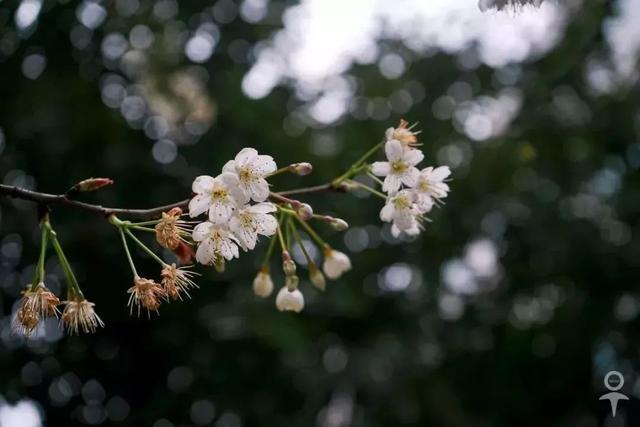 四川各高校“校花”比拼，网友惊呼：颜值太高啦！