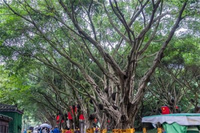 ​榕树盆景怎么嫁接