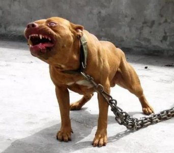 ​世界十大恶犬排行：中国藏獒都排不上号，第一名人见人怕