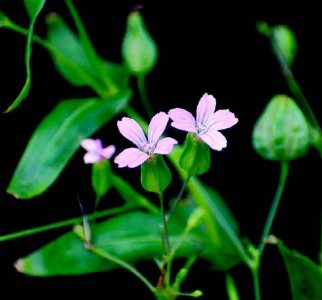 ​这东西，人称“麦蓝菜”，富含维C跟纤维素，农村常见，勿当杂草