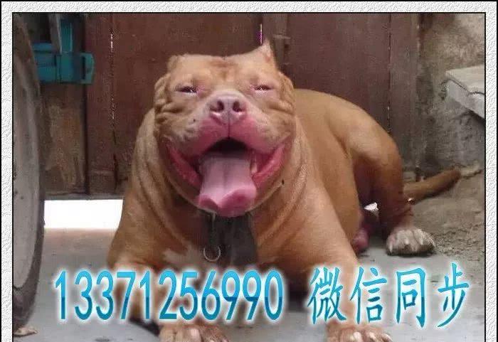 来自美国的小猛犬-比特犬，比特犬价格