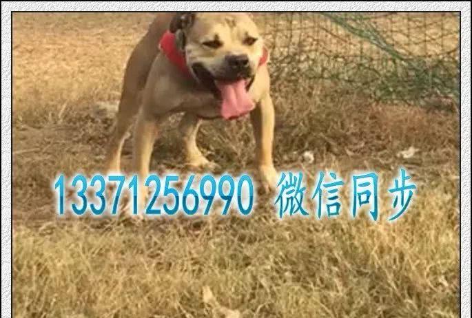 来自美国的小猛犬-比特犬，比特犬价格