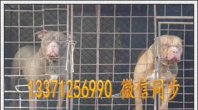 ​来自美国的小猛犬-比特犬，比特犬价格