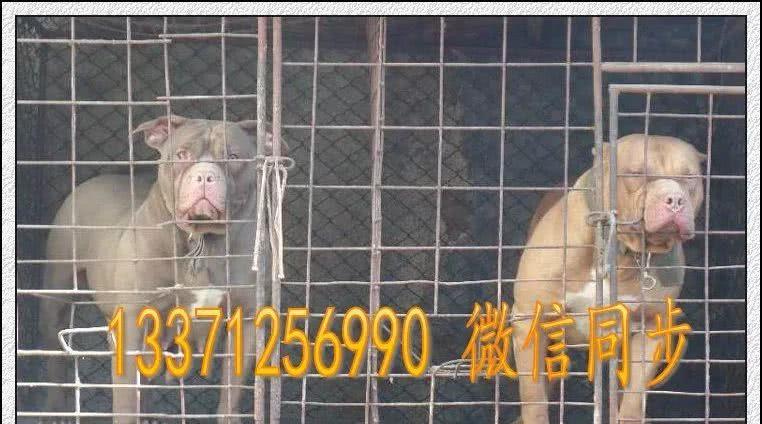 来自美国的小猛犬-比特犬，比特犬价格