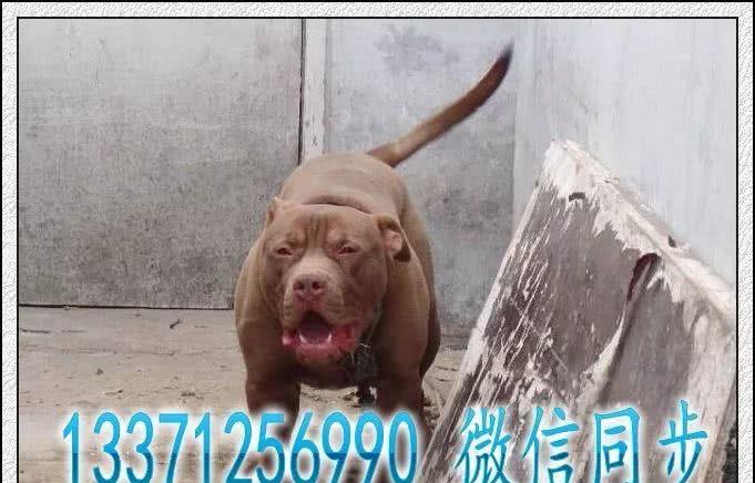 来自美国的小猛犬-比特犬，比特犬价格