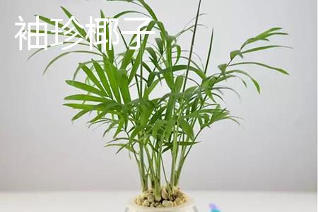 袖珍椰子茎