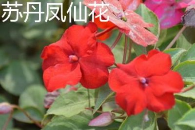 ​苏丹凤仙花和新几内亚凤仙花的区别