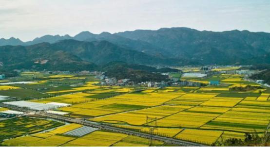 全国10大油菜花海, 江浙沪包揽四处, 江南一路菜花黄