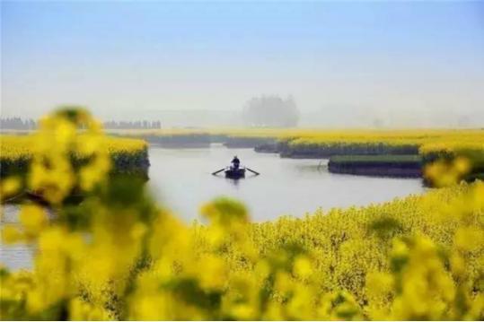 全国10大油菜花海, 江浙沪包揽四处, 江南一路菜花黄