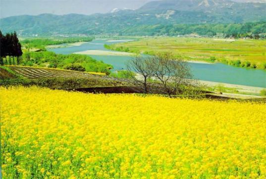 全国10大油菜花海, 江浙沪包揽四处, 江南一路菜花黄