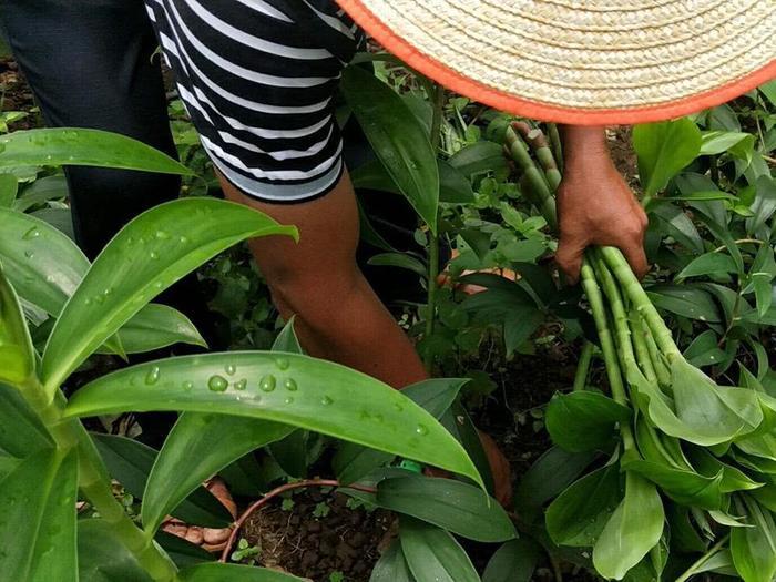 这种野菜常被泡菜酸菜来吃，而且其价格还不便宜，见到别错过