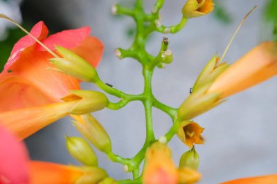 ​凌霄花夏天养殖方法