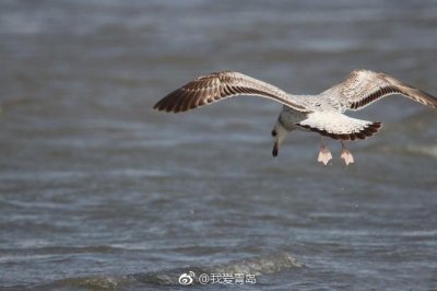 ​青岛 : 天寒水鸟欢 20多只海鸬鹚栖息胶州湾河口