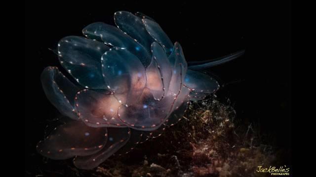 这种美丽的生物是华美美叶海蛞蝓（Cyerce elegans）……