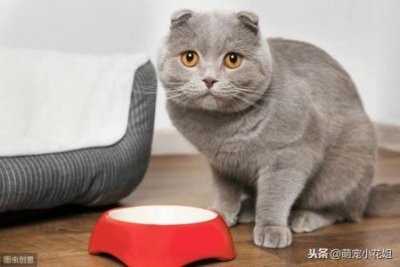 ​折耳猫怎么才能不发病