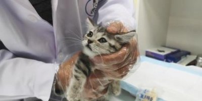 ​谁说养猫就不能养绿植？这些放心养 养猫的不能养什么植物