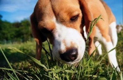 ​阿拉斯加犬与哈士奇犬，阿拉斯加犬与哈士奇犬的分别