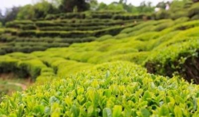 ​大溪地旅游预算，大溪地旅游