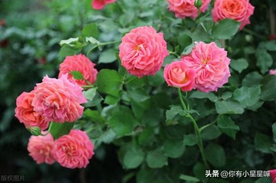 ​月季花什么时候开花？