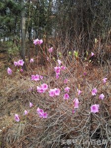 ​纯野生状态的杜鹃花，没有保护，生存不易，却艳映山红