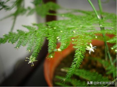 ​文竹开花好兆头，养多久才能开花？5个点看一下