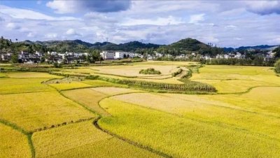 ​广东人稻草也能做菜，禾杆还是广东三宝之一，它有何食用价值