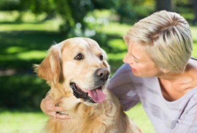 ​指示犬 品种的狗指示犬是一种具有强大运动能力和良好性格的猎犬